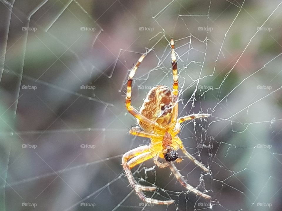 Yellow spider in her web