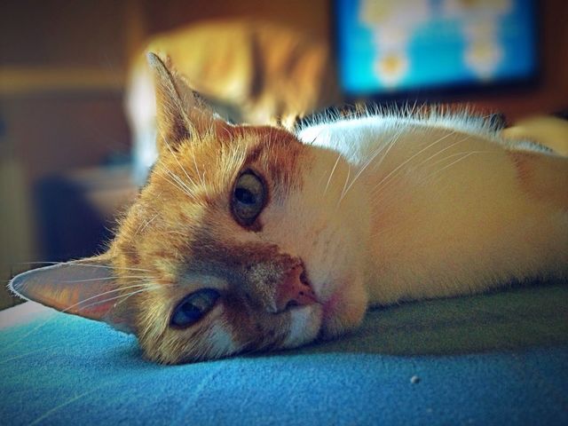 cat
