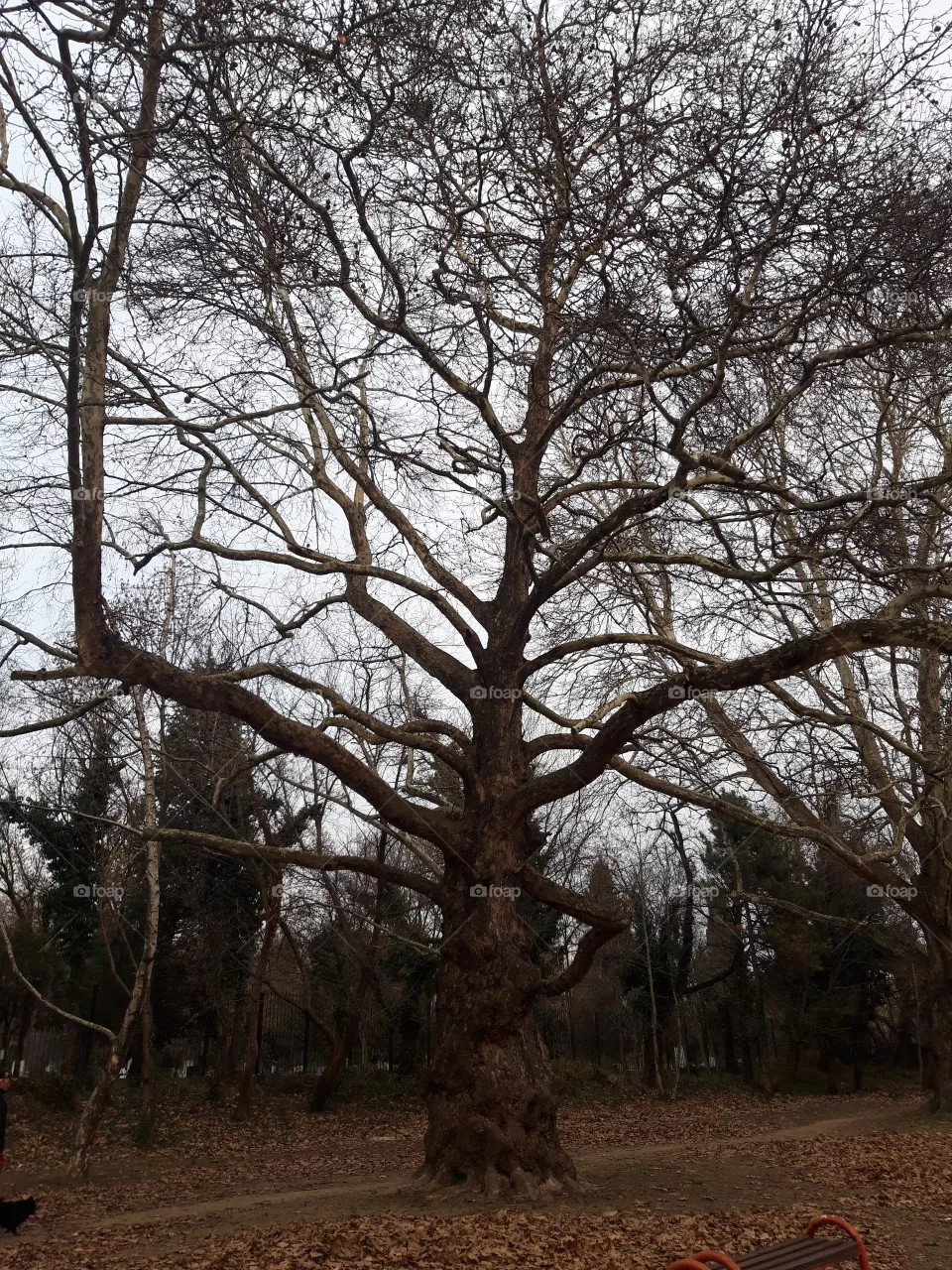 tree