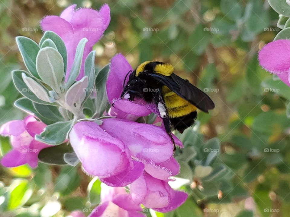 Bee pollinating a pink flowers.