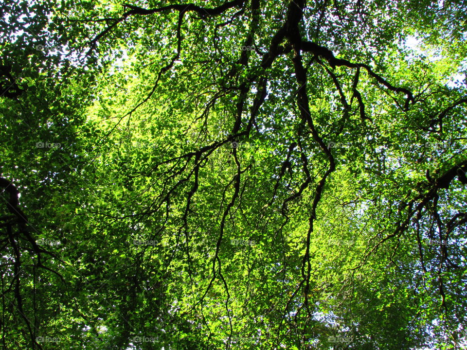 fabulous foliage