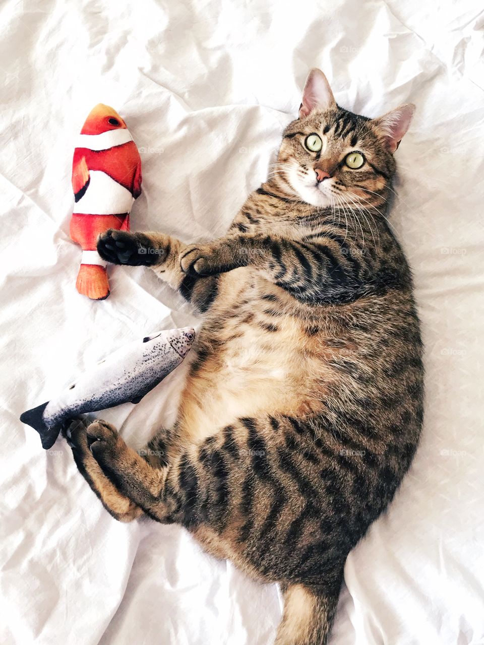  Beautiful cat with toys