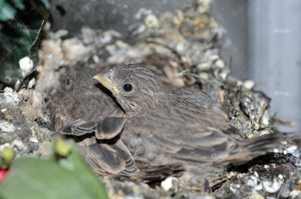 Baby House Finches in Nest