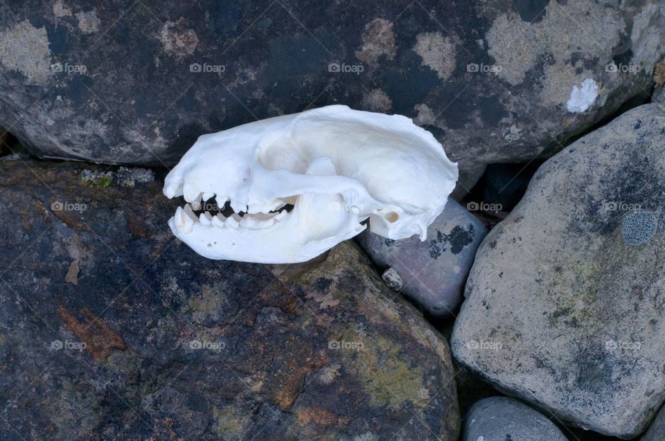 nature teeth stones life by hexoic