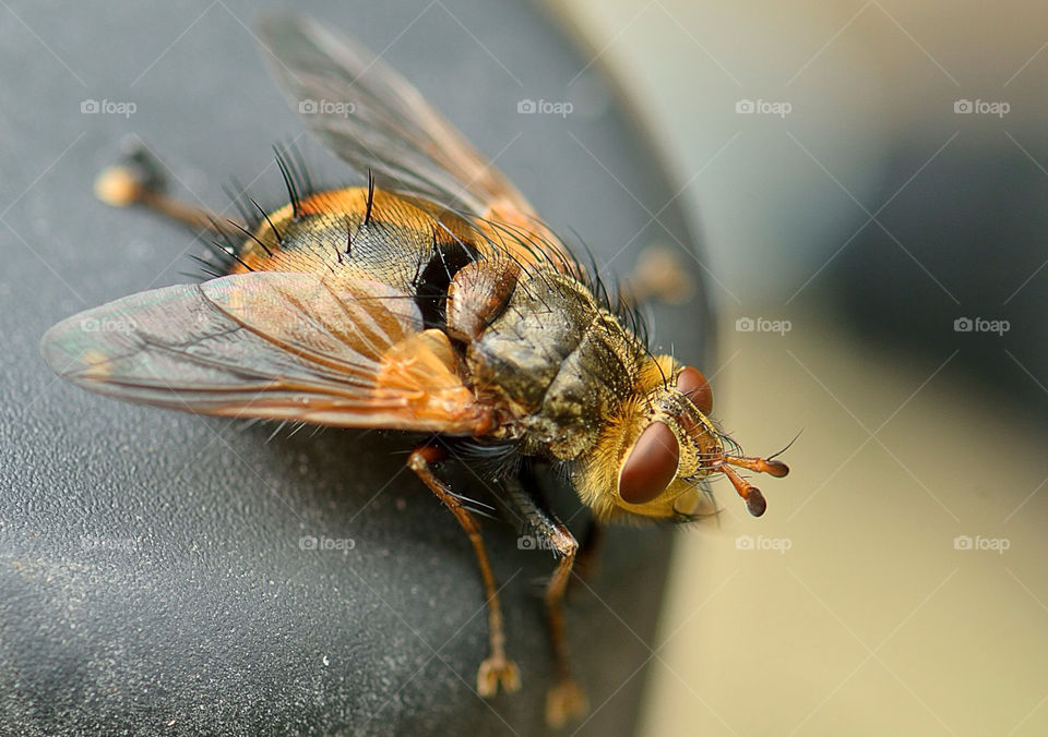 macro insect fly romania by bonoman