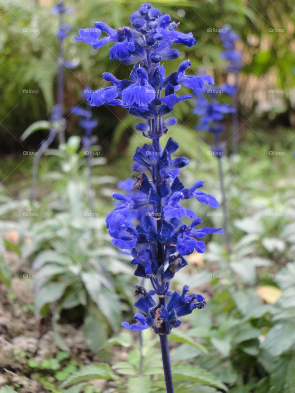 The Mexican sage is a perennial plant native to Mexico and Central America. It features vibrant purple flowers and velvety leaves, thriving in sunny environments.