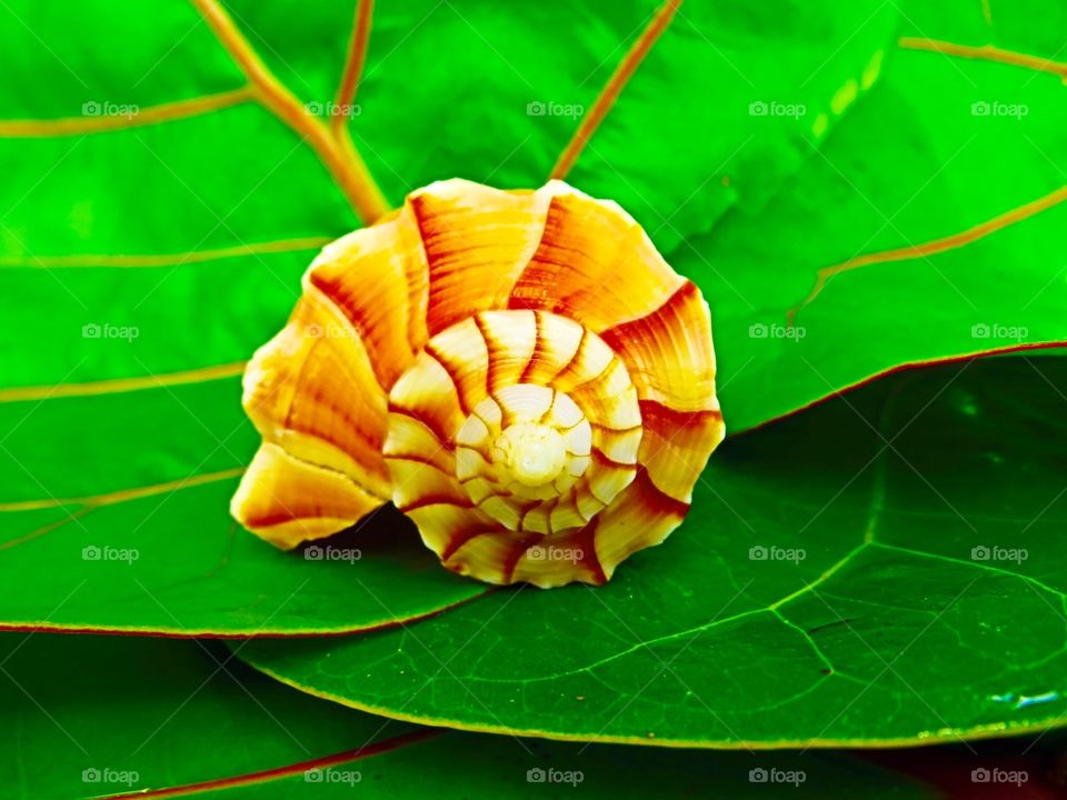 Lightening Whelk. Shells on the Beach