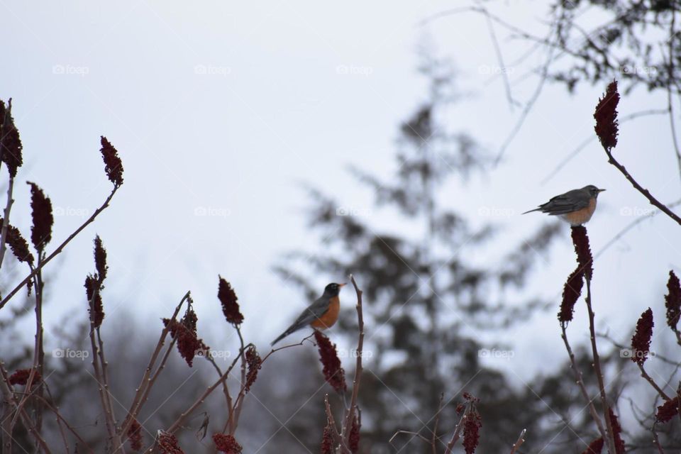 Two robins resting on a sumac bush 