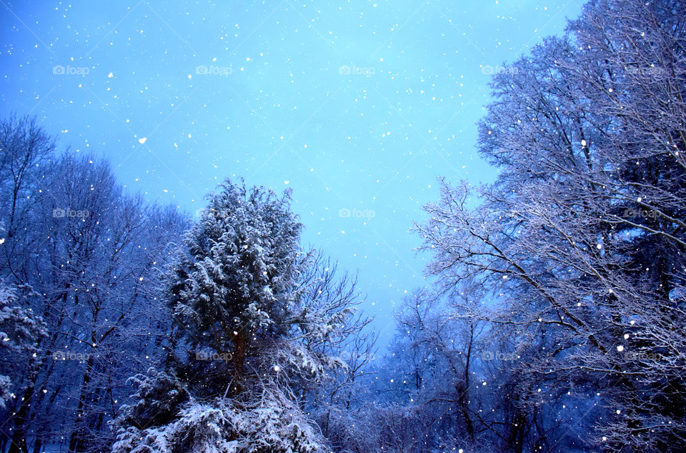 View of falling snow in winter forest