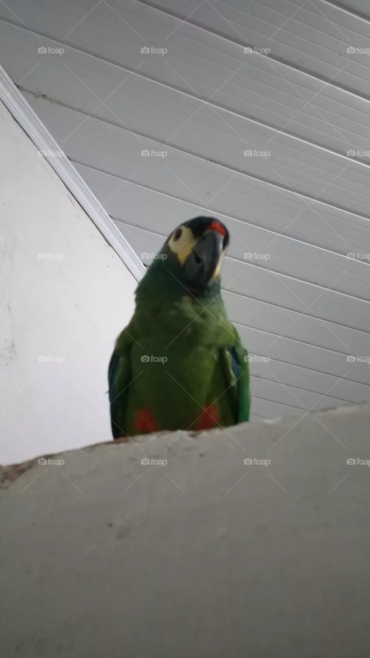 lindo