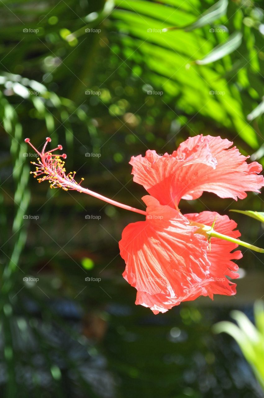 Hibiscus 