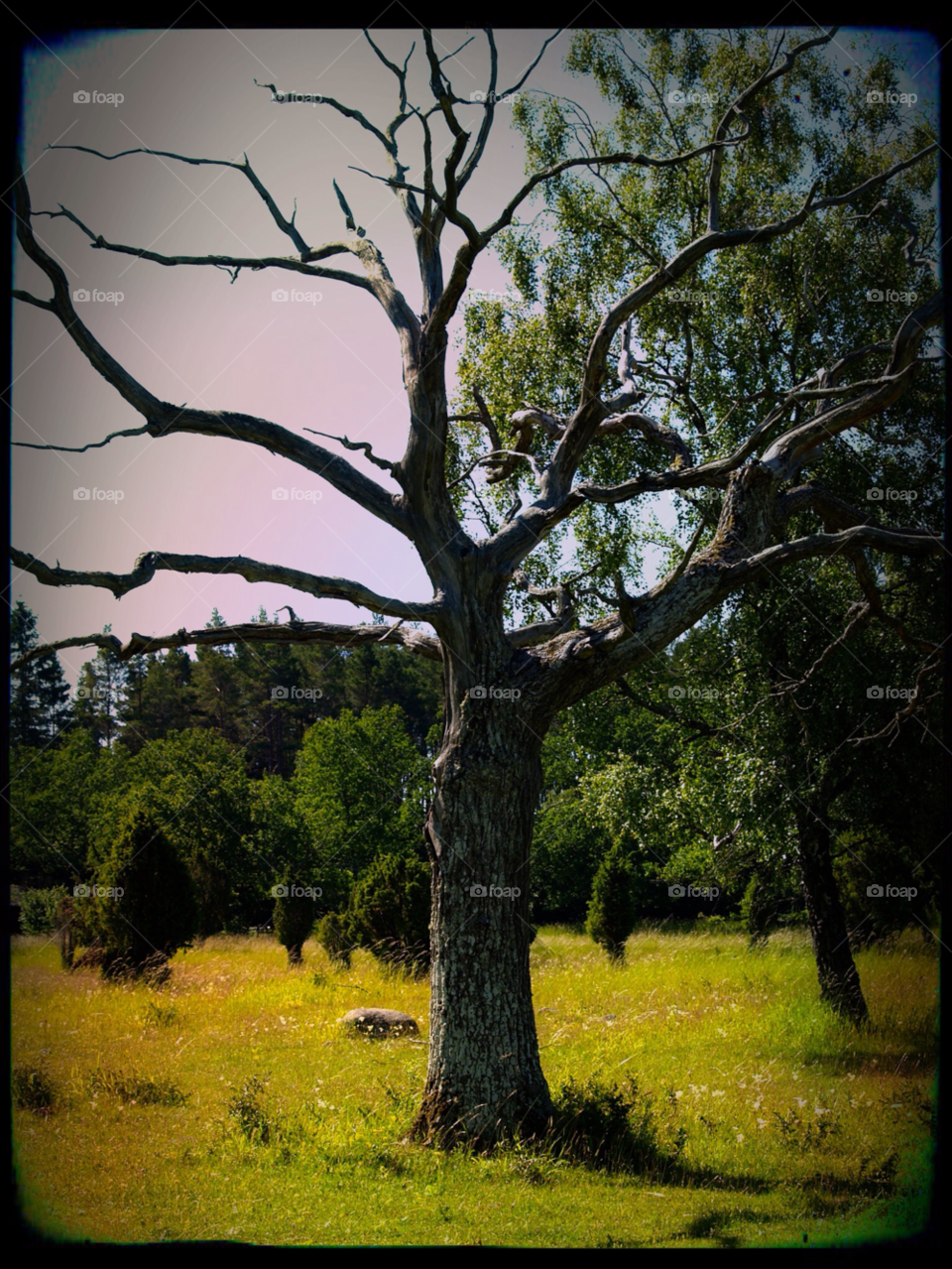 sommar träd äng öland by kalubro