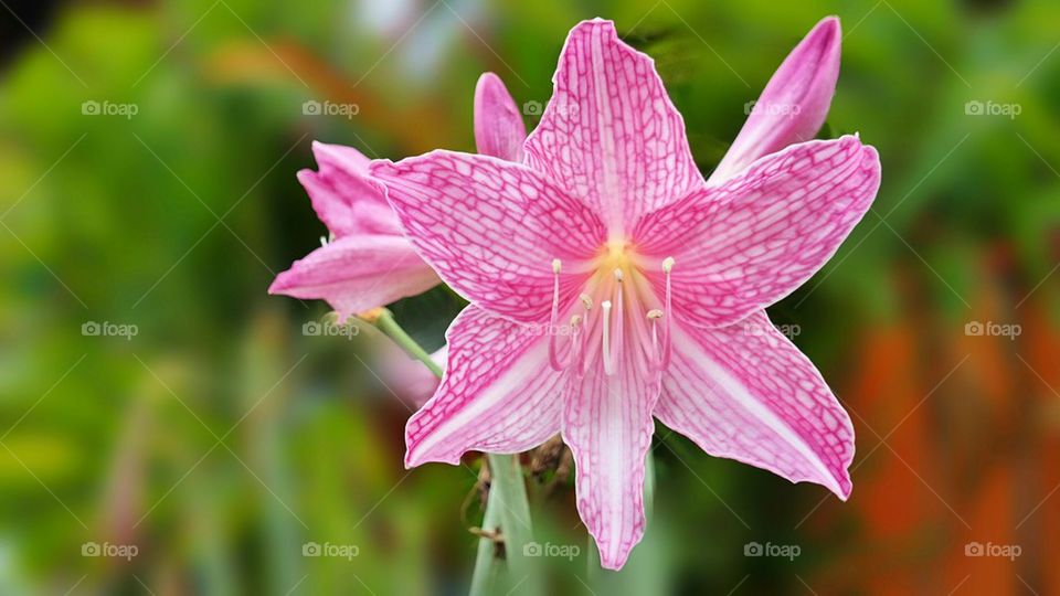 Flower 🌸 pinky 😉