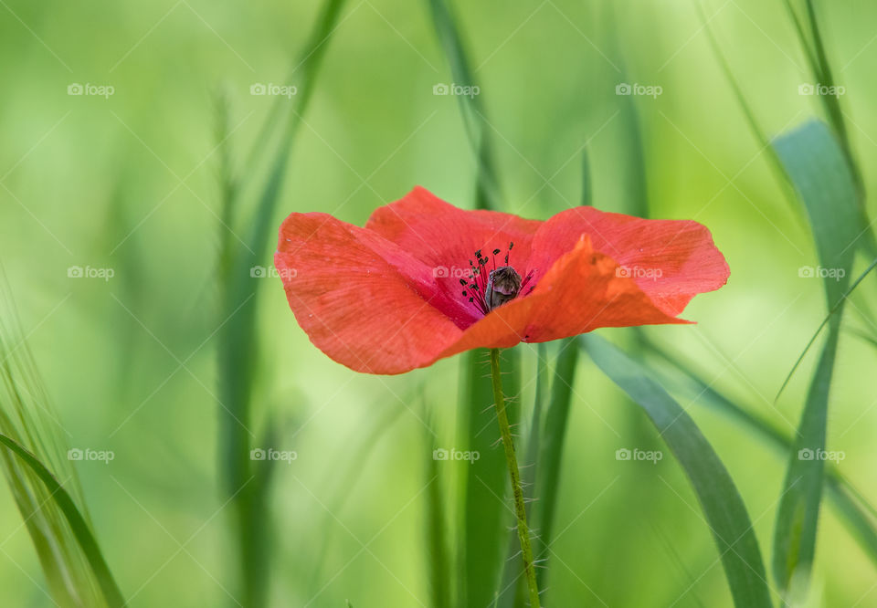 A single red flower in the field