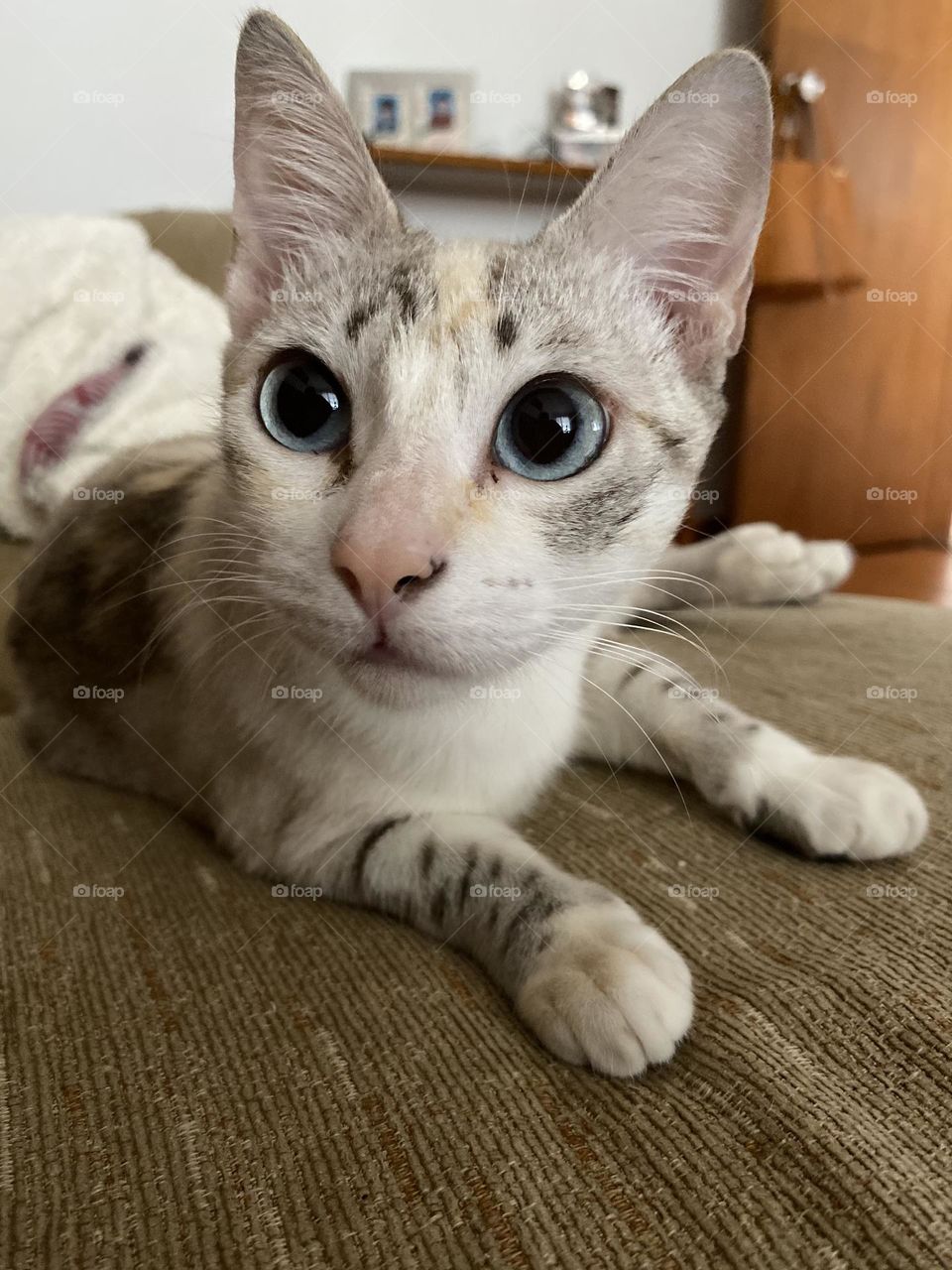 Cute blue eyed kitty laying on sofa