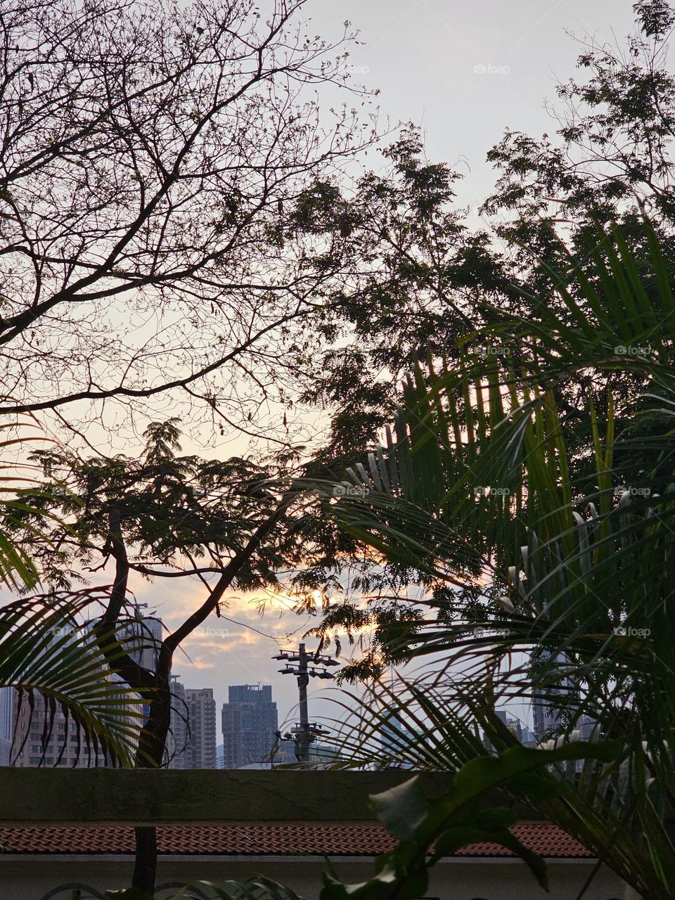 Looking over to Central Hong Kong from Happy Valley through trees during sunset