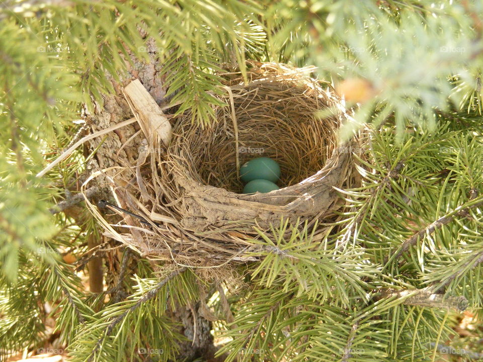 Robin's nest, 2 eggs