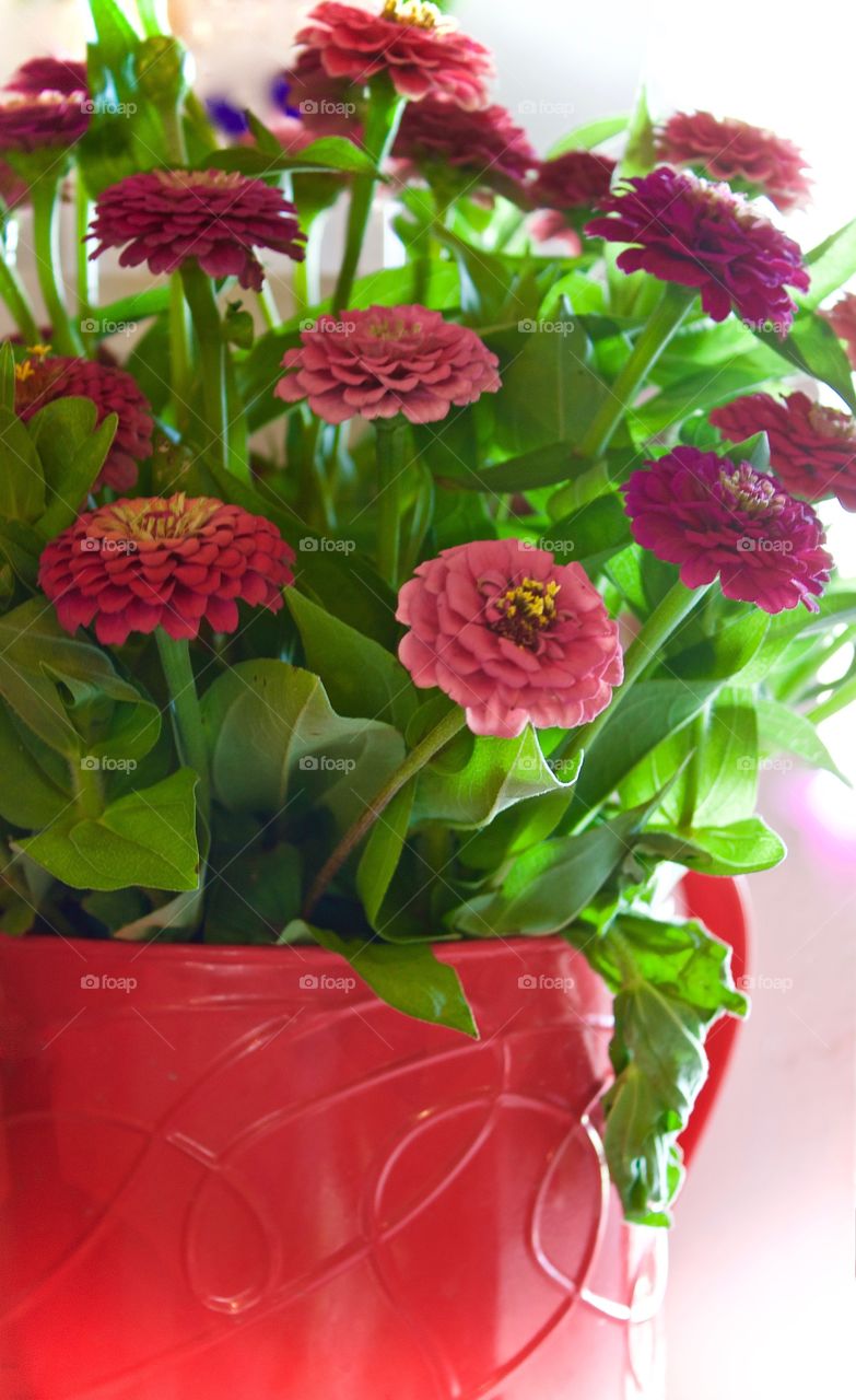 An arrangement of vibrant pink Zinnias in a bright pink metal container in natural light 