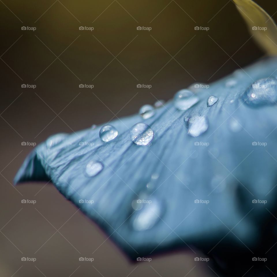 Close-up of water drop on petal