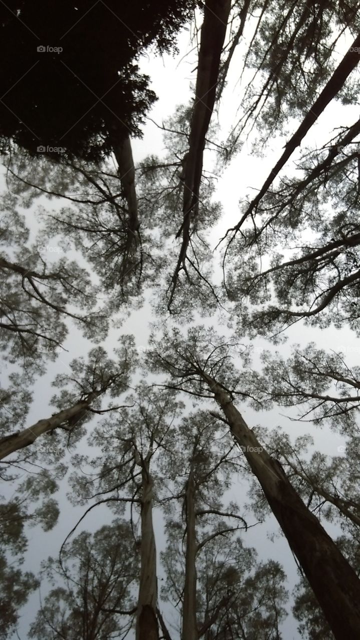 Tree tops