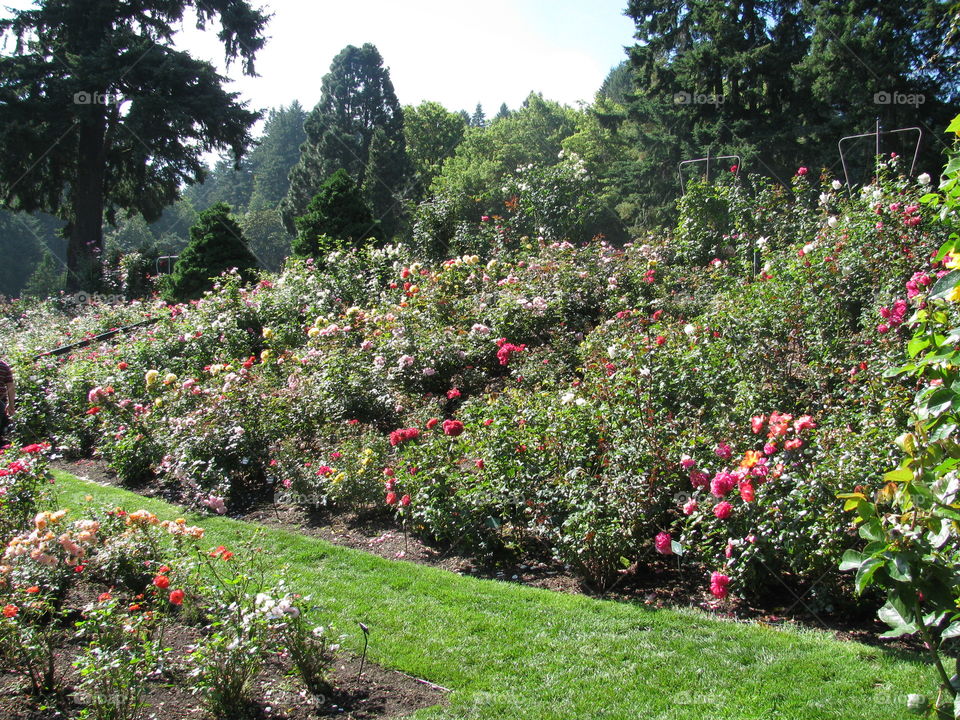 Portland International Rose Test Garden. View inside the garden
