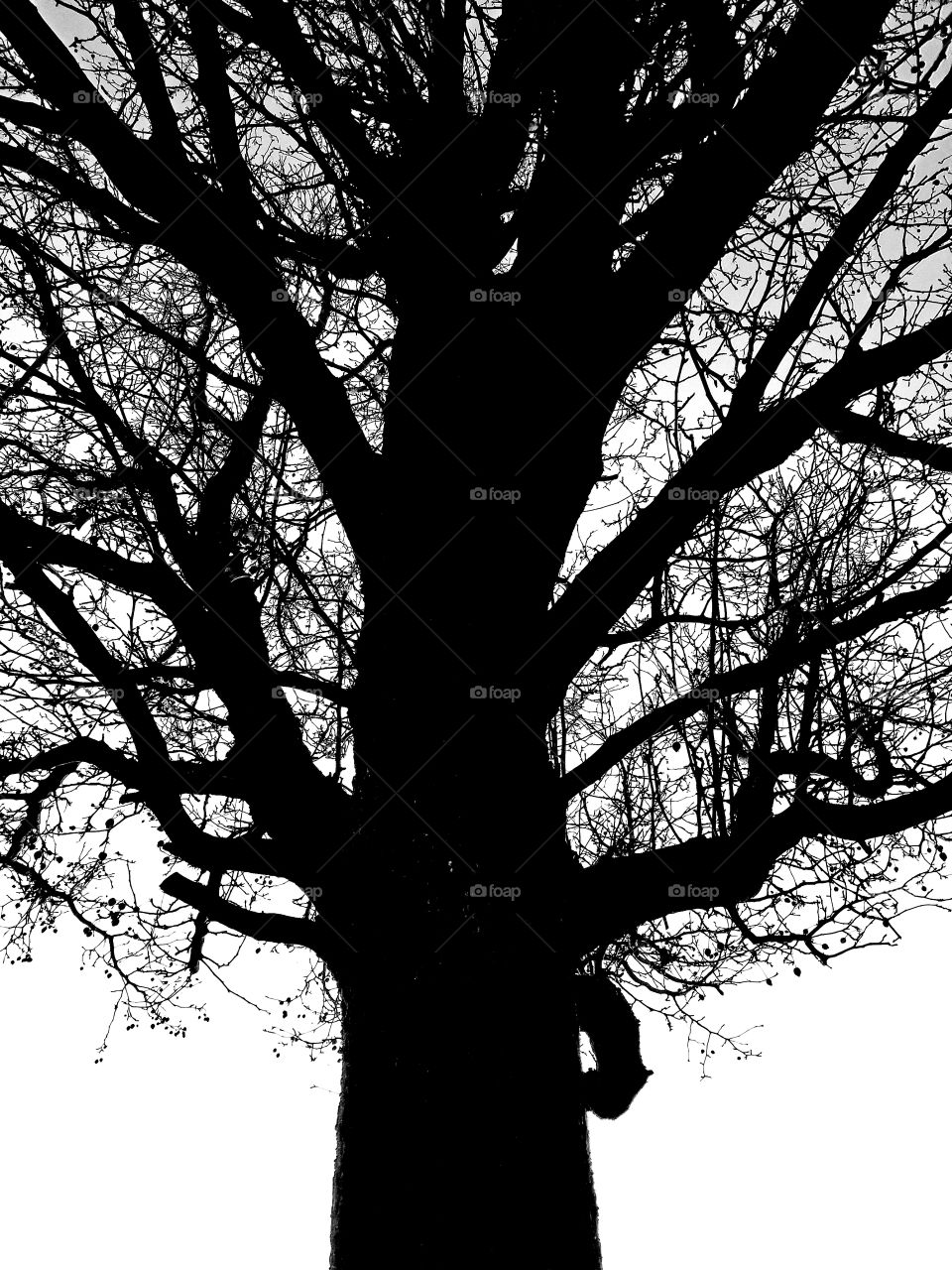 A tree photographed in silhouette at dusk during the barren winter months and then edited in black and white.