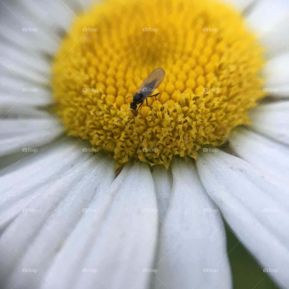 Gnat drinking nectar
