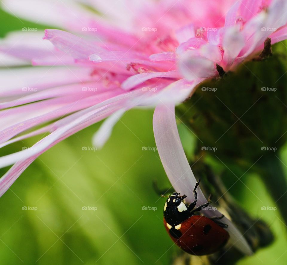 Ladybug climbing on a wild pink flower petal 