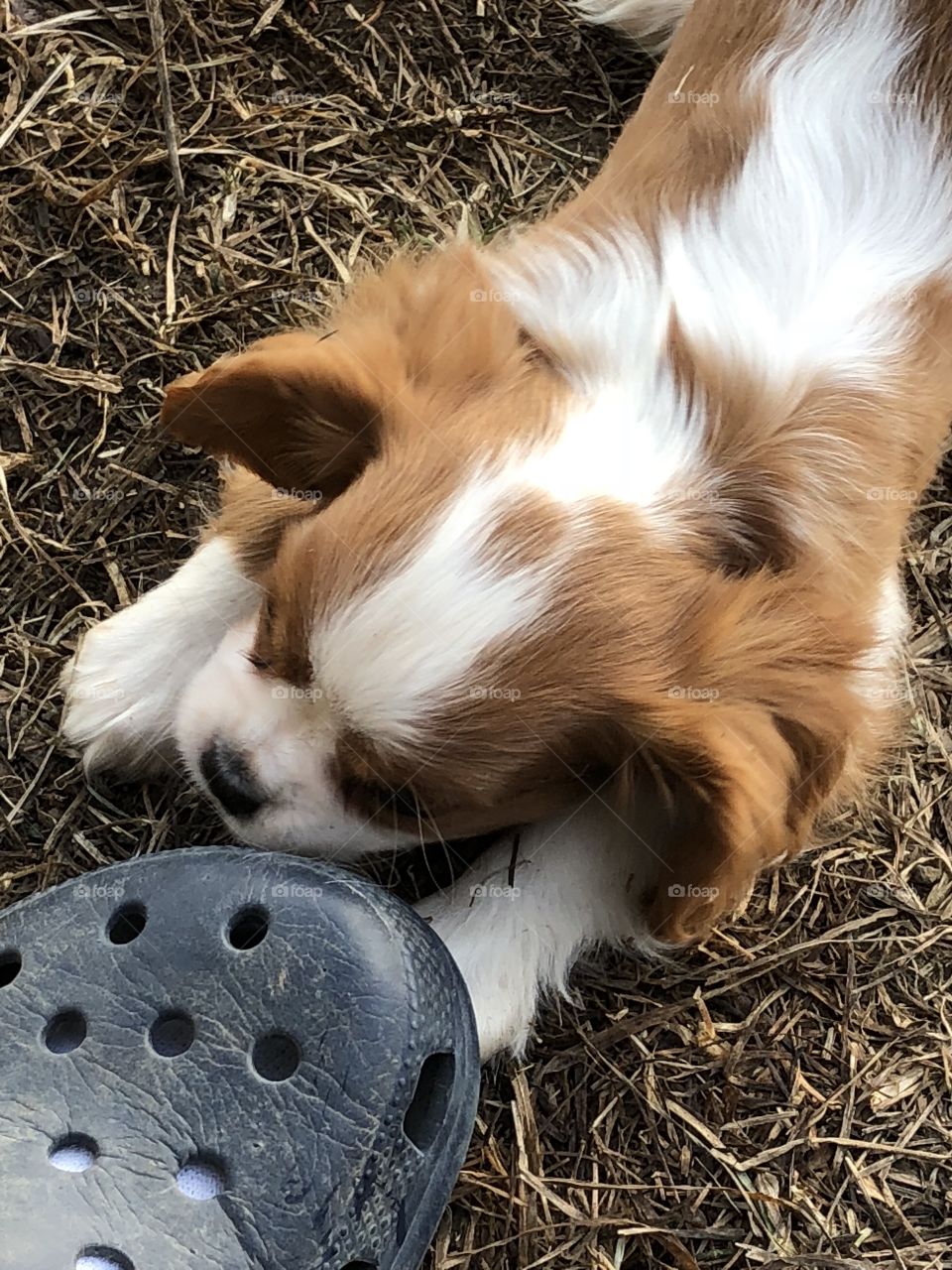Lucy trying to chew the crocks