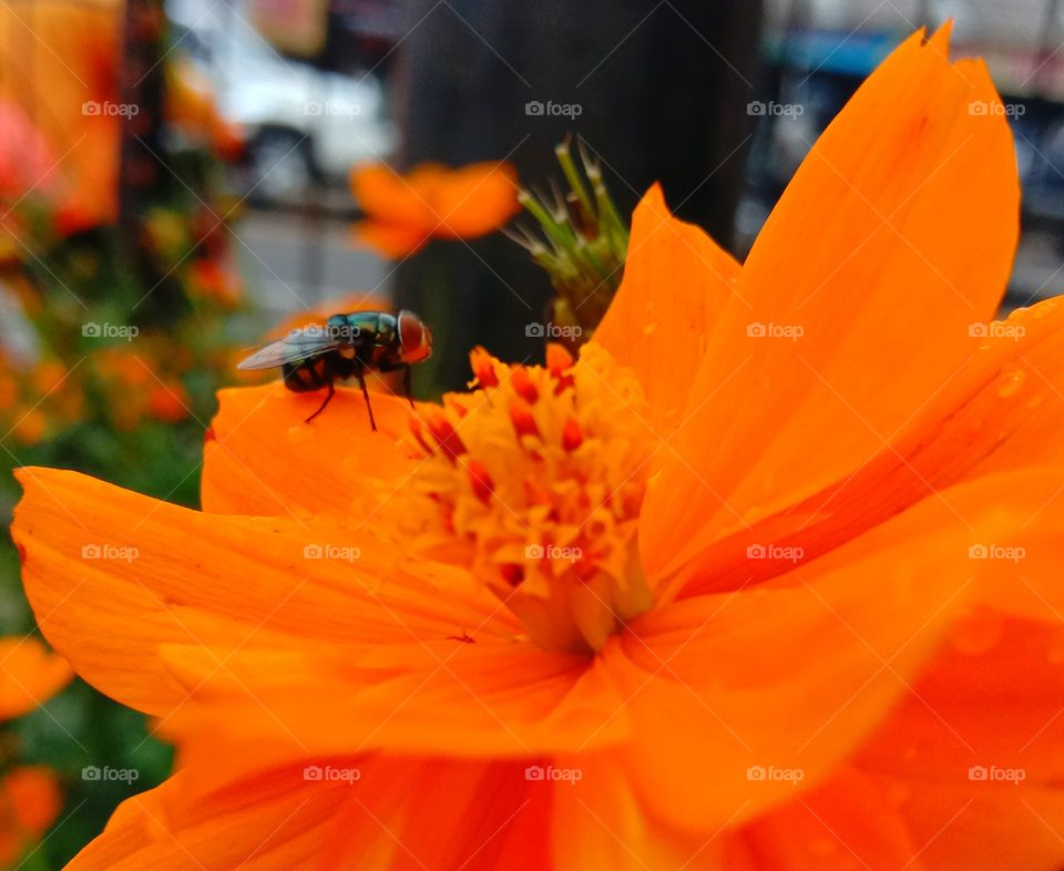 A flies descent at marigold flower.