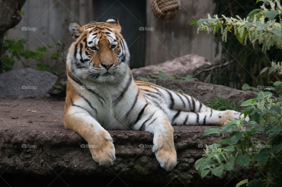 Tiger 