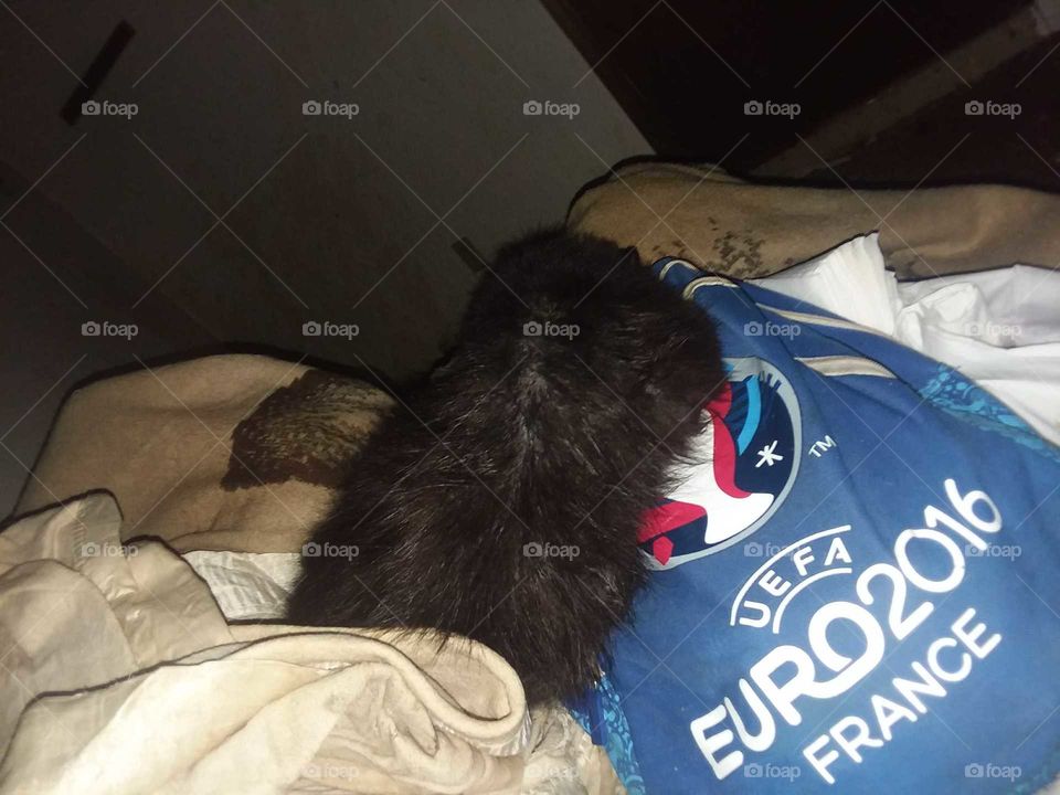 black cat bed computer bag