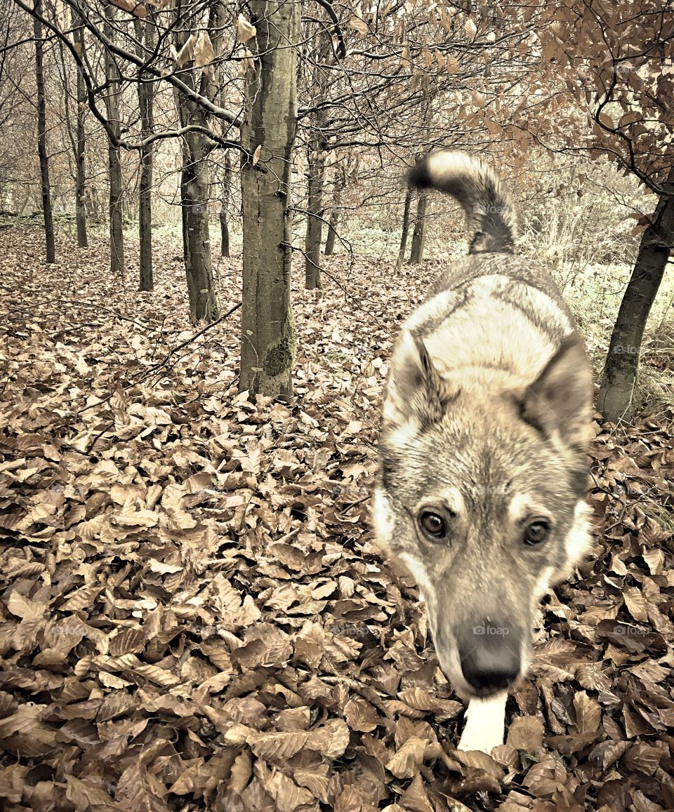 Dog walking through the Forest 