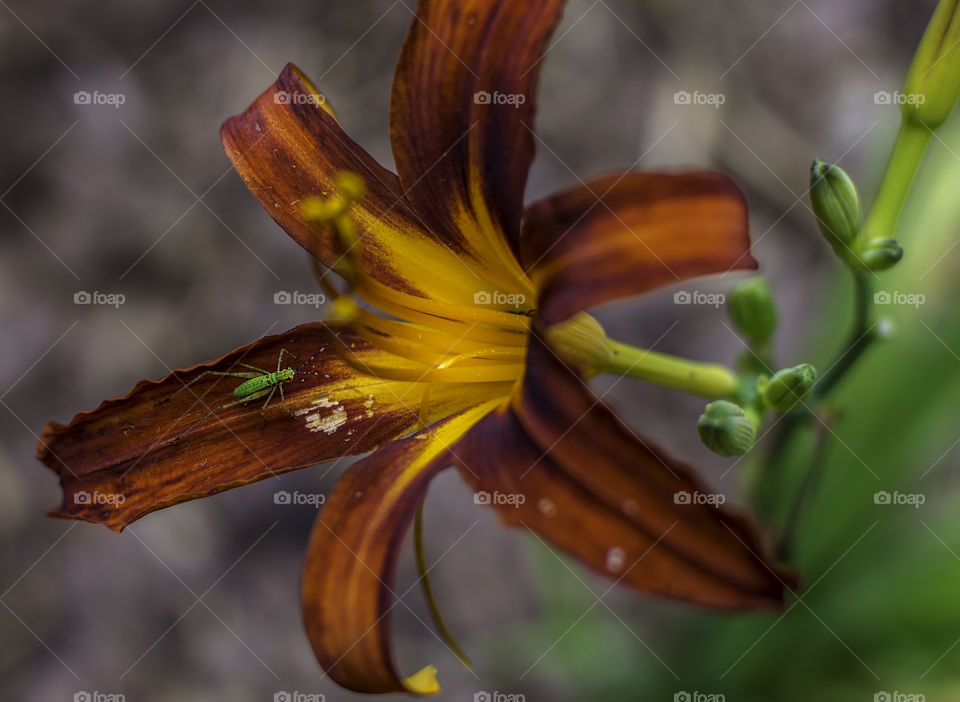 Green insect on red and yellow daylily flower