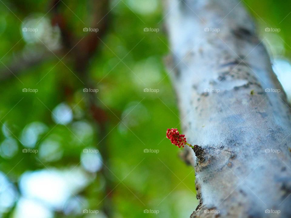 A fresh flower sprouting in a tree trunk.