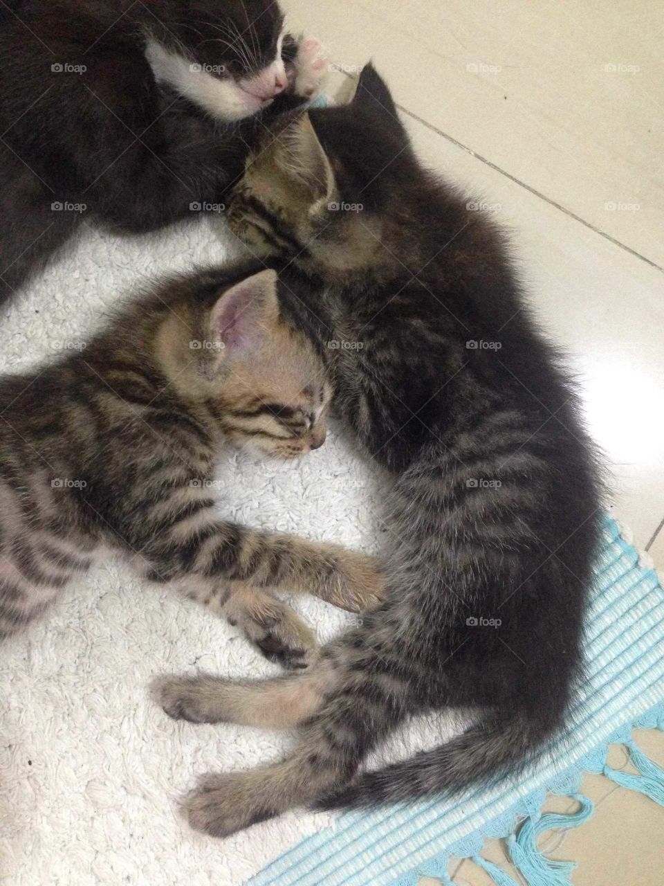 Cute kittens