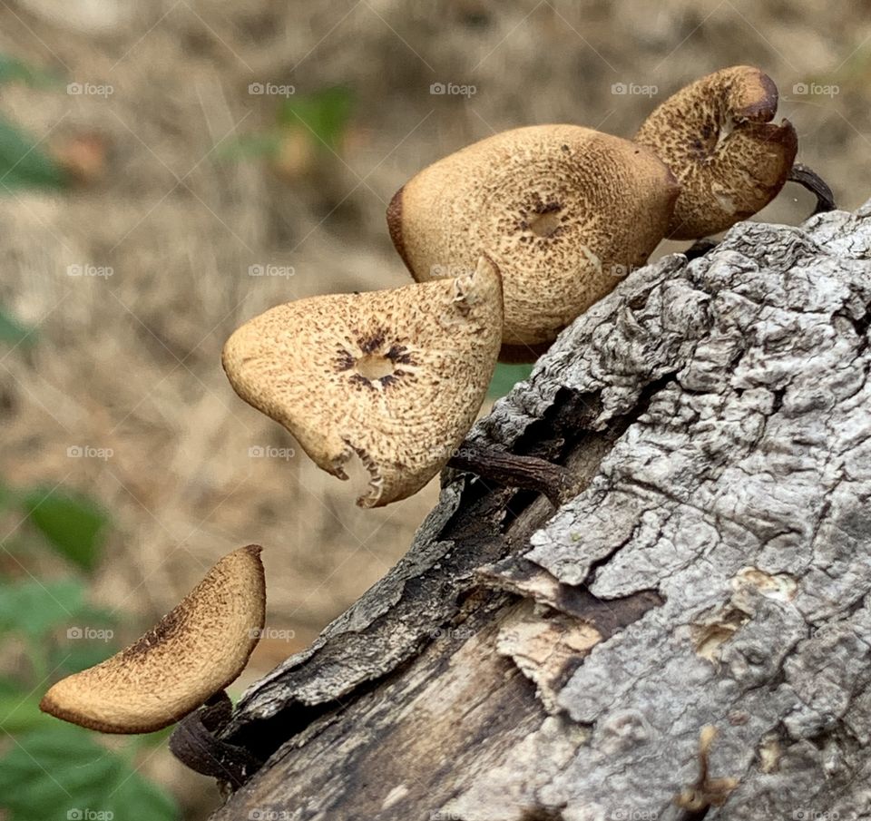 Small flat mushrooms growing on a tree branch in a garden. These were very small about the size of a nickel.
