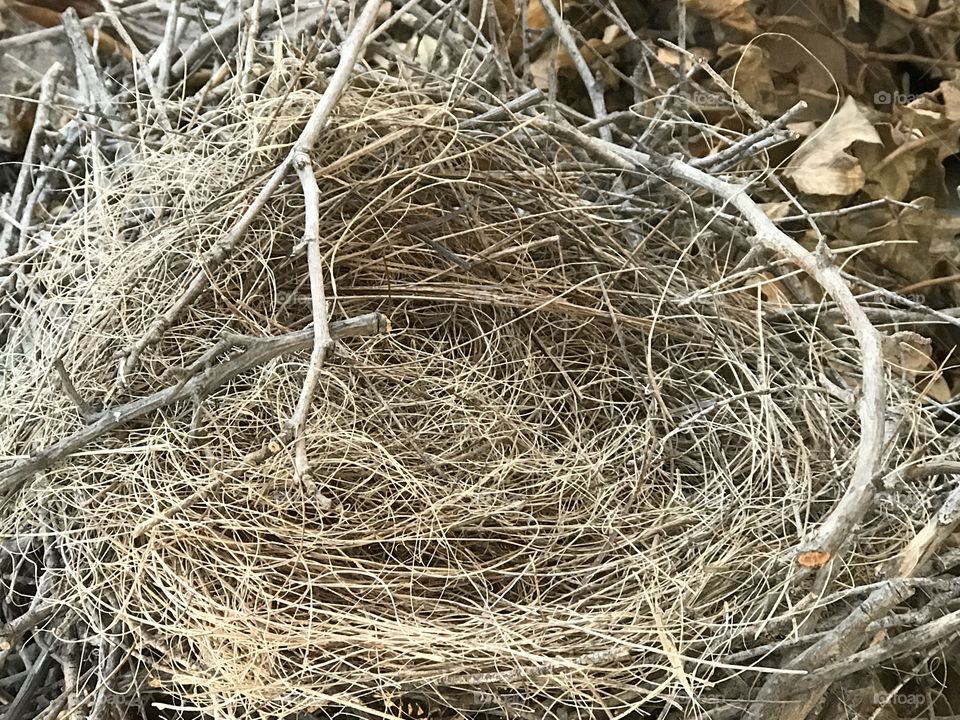 Empty Nest
