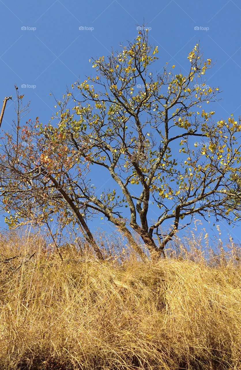 Colours of nature on the way to Gangotri in the great Himalayan terrain