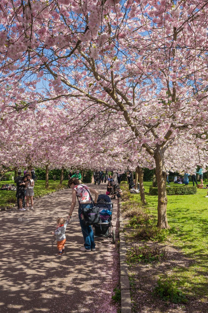 Pink park