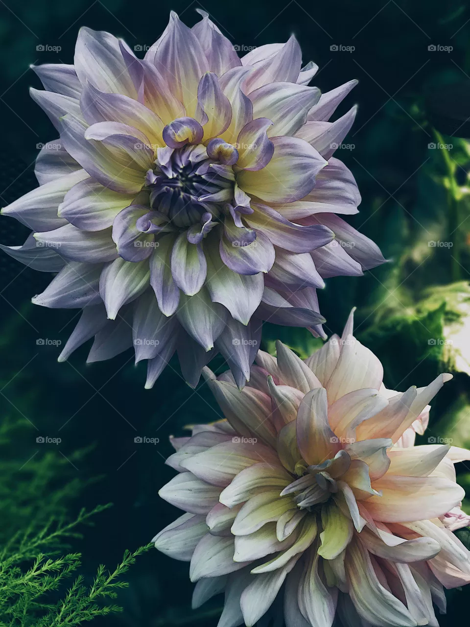 Black and white flowers