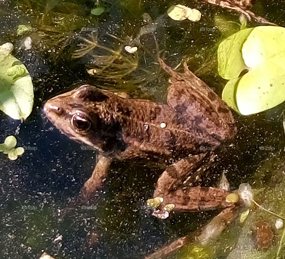 my befriended frog from garden pond