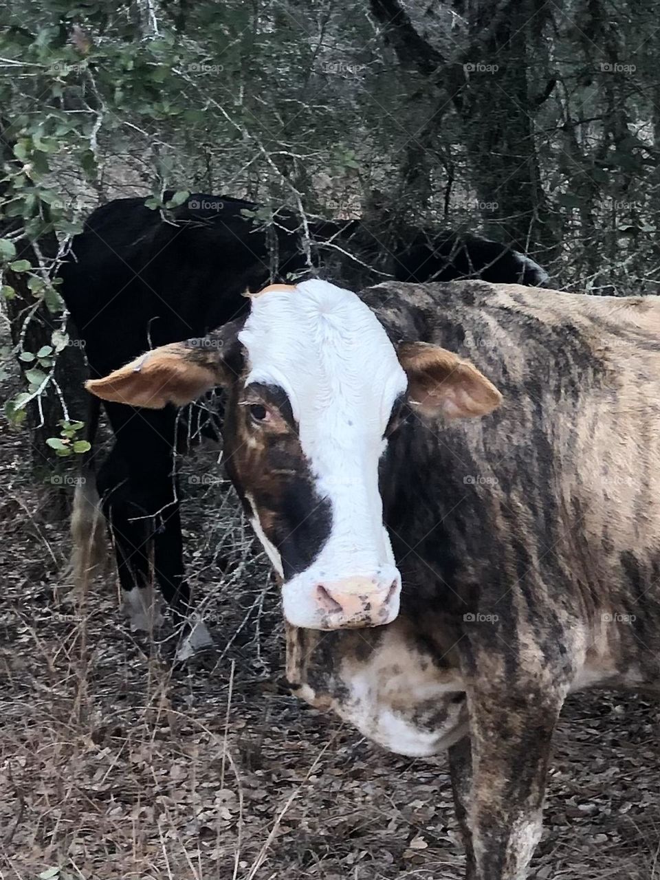 Missy was giving me the side eye today when I wanted to take her picture!! She wandered on our property through a broken fence line but I don’t mind🐮