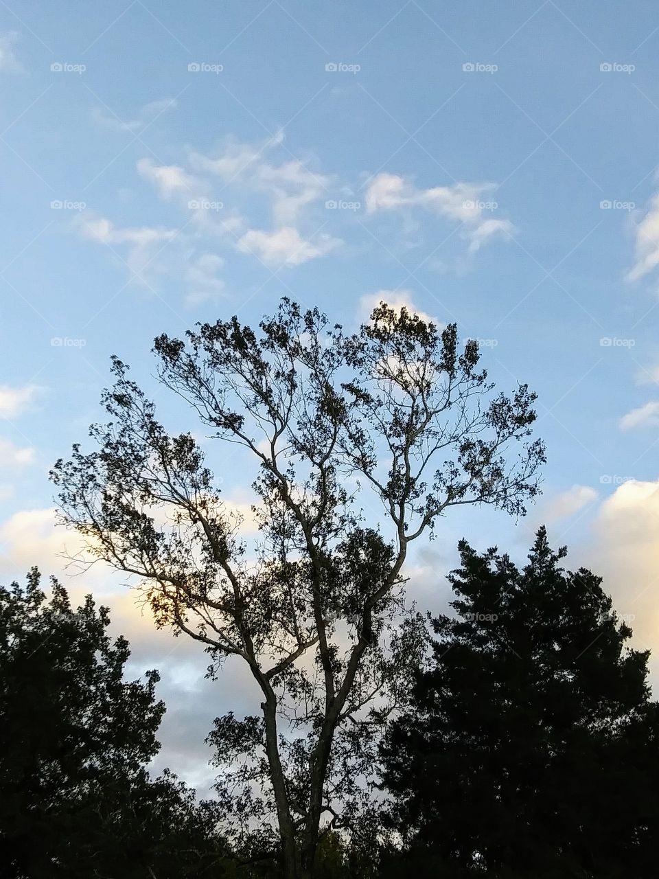 trees against an evening sky