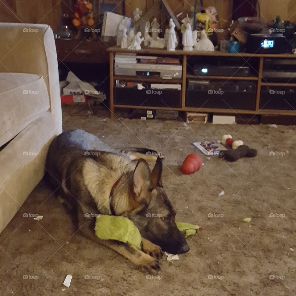 a puppy and her toy snake