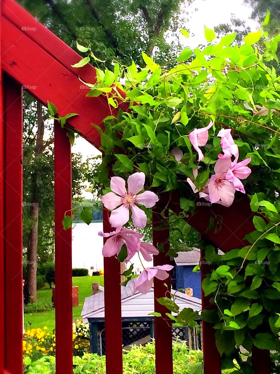 Pink Clematis