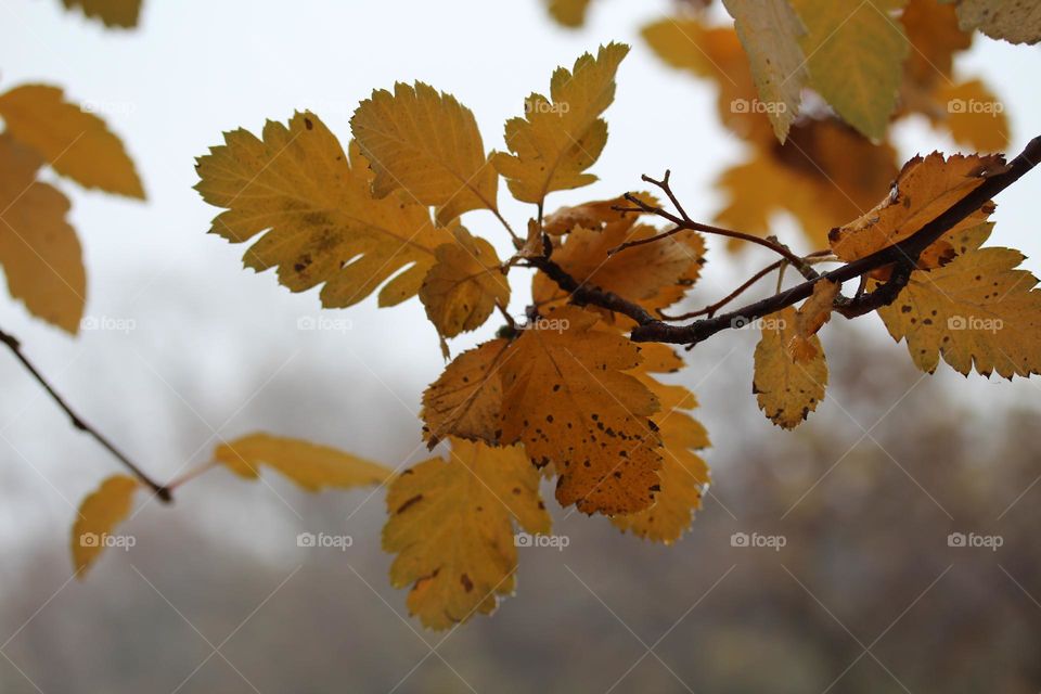 Brown leaves in autumn