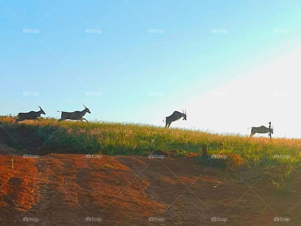 Joyful and running ibex