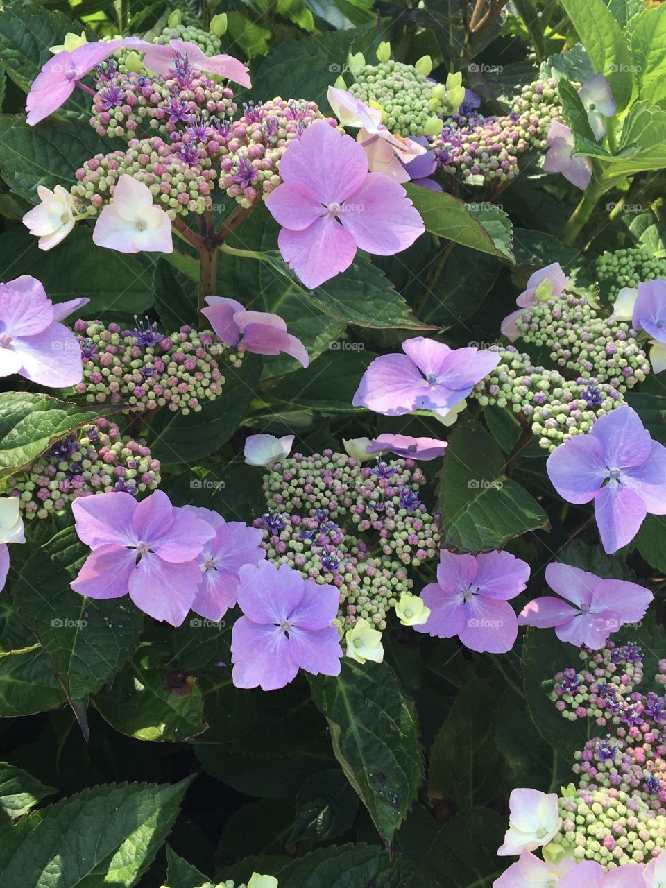 Sweet purple hydrangeas blooming 
