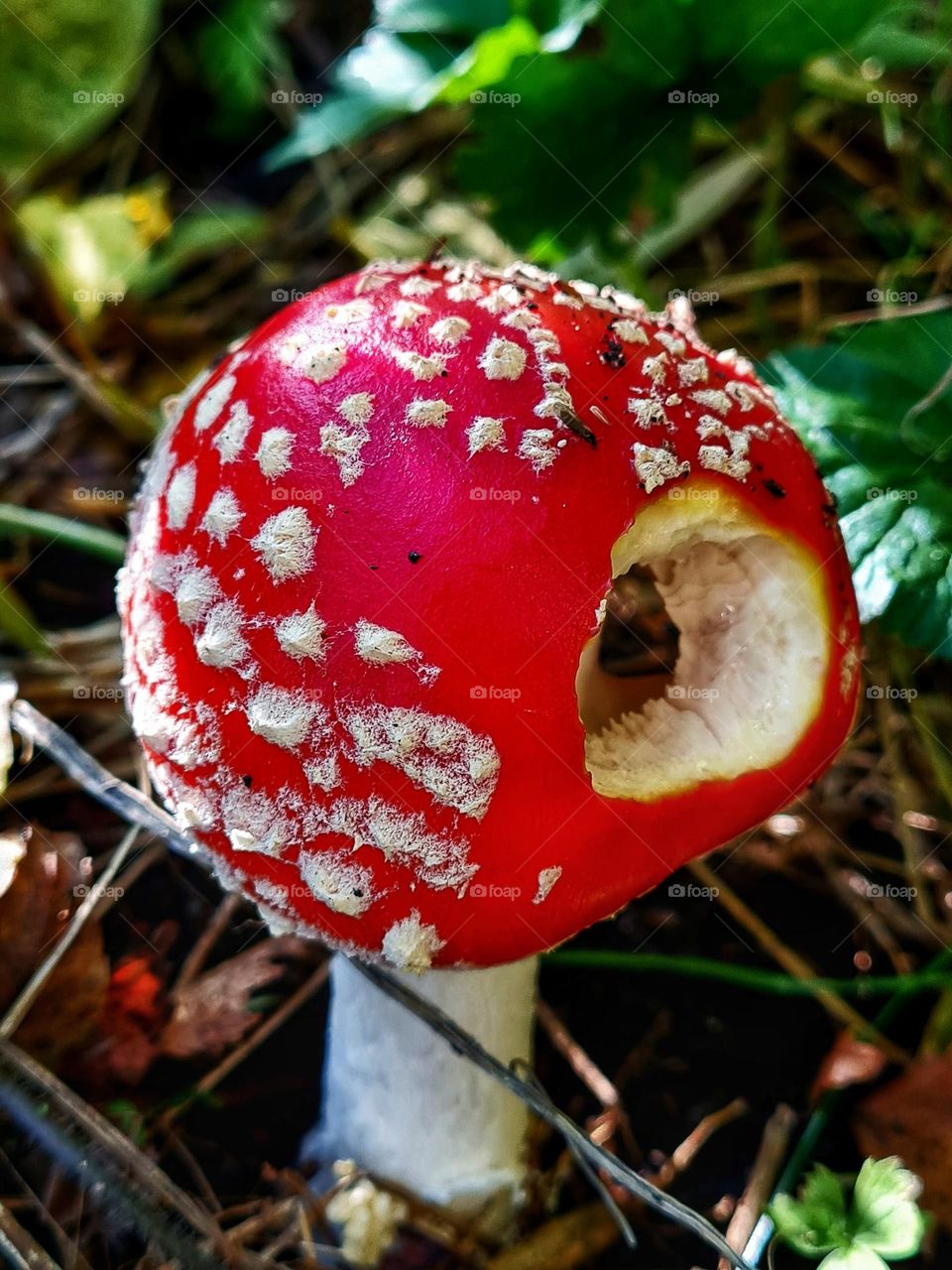 Which animal eat from this mushroom?